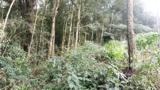 Fazenda / Sítio / Chácara com 1 Quarto à venda, 20000m² no , Campo Largo