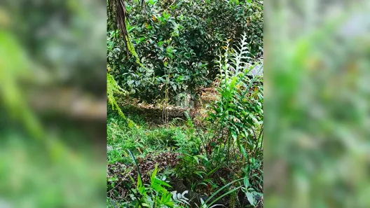 Fazenda / Sítio / Chácara com 3 Quartos à venda, 55000m² no , Campina Grande do Sul