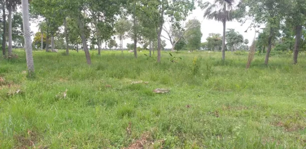 Fazenda / Sítio / Chácara à venda, 1000000m² no , Porto Murtinho