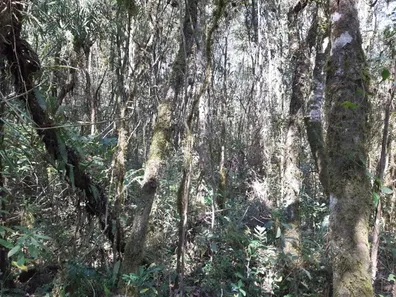 Fazenda / Sítio / Chácara com 3 Quartos à venda, 6000m² no , Contenda