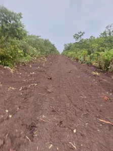 Fazenda / Sítio / Chácara à venda, 142m² no , Lagoa da Confusão