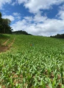 Fazenda / Sítio / Chácara com 1 Quarto à venda, 94682m² no , Tijucas do Sul