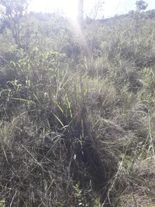 Fazenda / Sítio / Chácara à venda, 20000m² no Jardim Roriz, Brasília