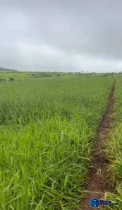 Terreno / Lote / Condomínio à venda, 64m² no Centro, Goianésia