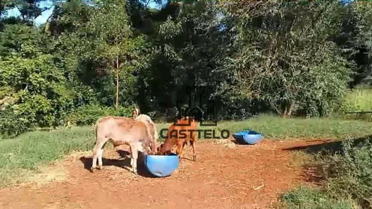 Fazenda / Sítio / Chácara com 3 Quartos à venda, 160m² no , Bela Vista do Paraíso