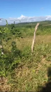 Fazenda / Sítio / Chácara com 3 Quartos à venda, 350000m² no , Passira