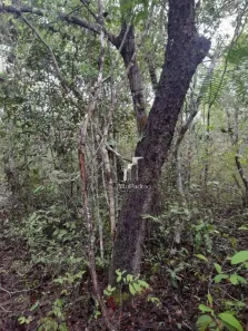 Terreno / Lote / Condomínio à venda, 2920000m² no Centro, Campo Maior