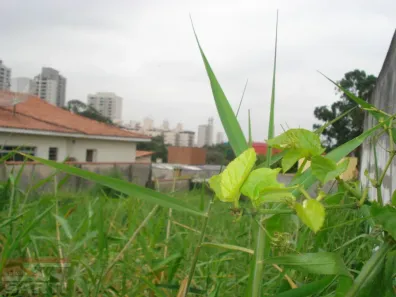 Terreno / Lote / Condomínio à venda, 319m² no Barro Branco (Zona Norte), São Paulo