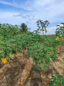 Fazenda / Sítio / Chácara com 3 Quartos à venda, 6100m² no , Vera Cruz