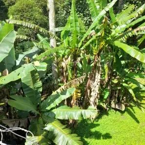 Fazenda / Sítio / Chácara com 2 Quartos à venda, 8372m² no Paiol do Meio, São Lourenço da Serra