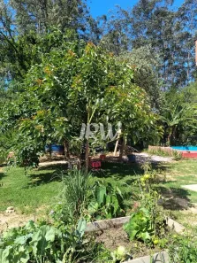 Fazenda / Sítio / Chácara com 5 Quartos à venda, 1080m² no Buru, Salto