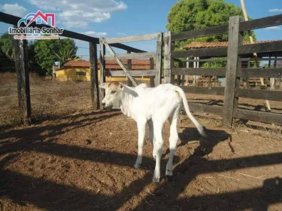 Fazenda / Sítio / Chácara com 2 Quartos à venda, 160m² no Centro, Pium