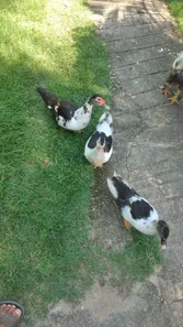 Fazenda / Sítio / Chácara com 2 Quartos à venda, 55m² no Campo Grande, Rio de Janeiro
