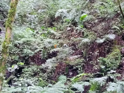 Fazenda / Sítio / Chácara com 1 Quarto à venda, 24200m² no Felpudo, Campo Largo