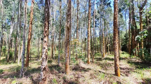 Fazenda / Sítio / Chácara com 1 Quarto à venda, 34550m² no Mato Dentro, Almirante Tamandaré