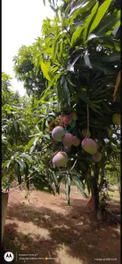 Fazenda / Sítio / Chácara com 1 Quarto à venda, 200m² no Portais (Polvilho), Cajamar