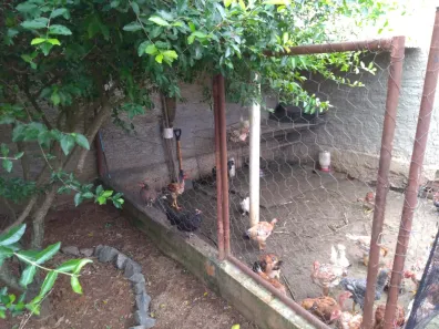 Fazenda / Sítio / Chácara com 3 Quartos à venda, 200m² no , Alambari
