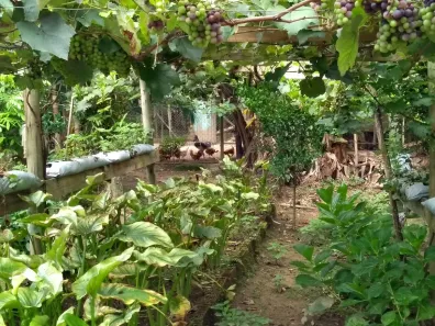 Fazenda / Sítio / Chácara com 2 Quartos à venda, 2000m² no Centro, Águas Mornas