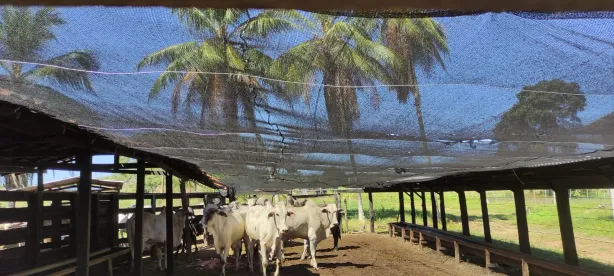 Fazenda / Sítio / Chácara à venda, 300m² no Centro, Itapecuru Mirim
