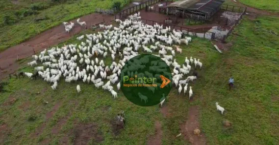 Fazenda / Sítio / Chácara à venda, 3660000m² no , Pedro Afonso