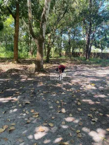 Terreno / Lote / Condomínio à venda, 36967m² no , Itapecuru Mirim