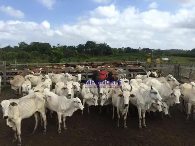 Fazenda / Sítio / Chácara com 5 Quartos à venda, 7550000m² no , Turiaçu