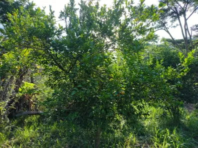 Fazenda / Sítio / Chácara com 2 Quartos à venda, 2000m² no Nossa Senhora do Amparo, Barra Mansa