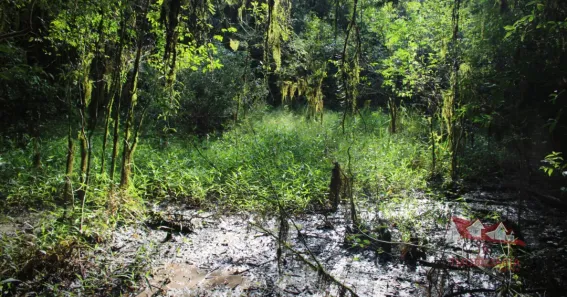 Fazenda / Sítio / Chácara à venda, 20600m² no Área Rural de Fazenda Rio Grande, Fazenda Rio Grande