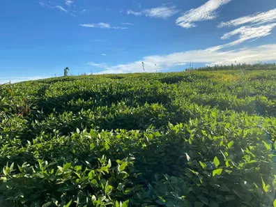 Fazenda / Sítio / Chácara com 2 Quartos à venda, 70000m² no , Brasília
