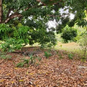 Terreno / Lote / Condomínio para alugar, 9800m² no Coaçu, Eusébio