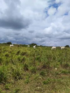 Fazenda / Sítio / Chácara com 4 Quartos à venda, 3260000m² no sítio 304, 