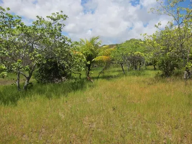 Fazenda / Sítio / Chácara à venda, 78905m² no , Conde