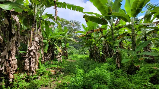 Terreno / Lote / Condomínio à venda, 20000m² no Pacoti, Pacoti