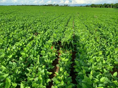 Fazenda / Sítio / Chácara à venda, 21538000m² no , Pedro Afonso
