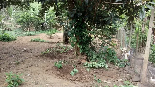 Fazenda / Sítio / Chácara com 3 Quartos à venda, 219m² no Estrelas, Viçosa