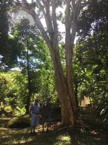 Fazenda / Sítio / Chácara com 3 Quartos à venda, 7270m² no Área Rural de Macaé, Macaé