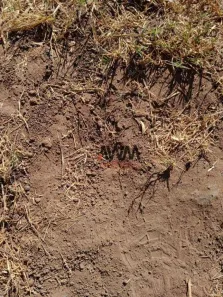 Fazenda / Sítio / Chácara à venda, 72600000m² no Javaés, Lagoa da Confusão