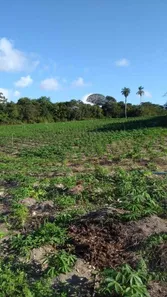 Fazenda / Sítio / Chácara com 5 Quartos à venda, 16000m² no , Conde