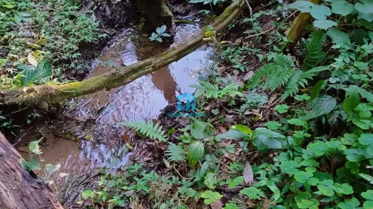 Fazenda / Sítio / Chácara à venda, 24000m² no Paiol de Baixo, Campina Grande do Sul