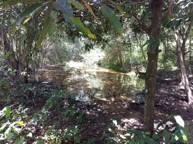 Fazenda / Sítio / Chácara à venda, 160000m² no Centro, Conde