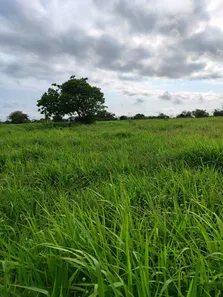 Fazenda / Sítio / Chácara com 4 Quartos à venda, 3260000m² no sítio 304, 