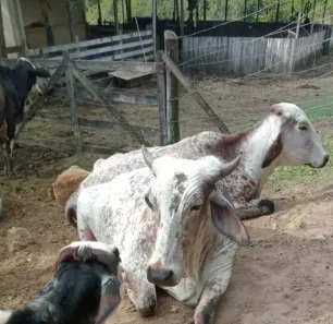 Fazenda / Sítio / Chácara com 4 Quartos à venda, 360000m² no Monumento, Piraí