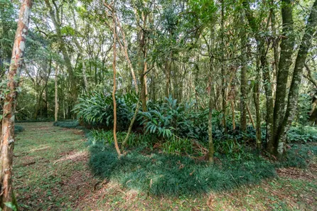 Fazenda / Sítio / Chácara à venda, 31500m² no Guarani, Colombo
