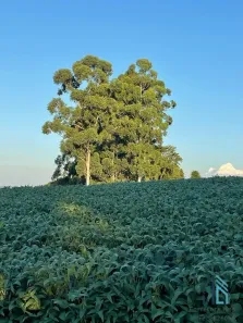 Fazenda / Sítio / Chácara com 3 Quartos à venda, 30250m² no , Guaraniaçu