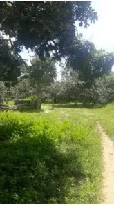 Fazenda / Sítio / Chácara com 3 Quartos à venda, 200m² no , Paranã