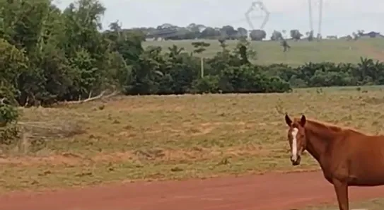 Fazenda / Sítio / Chácara à venda, 733m² no , Guaraí