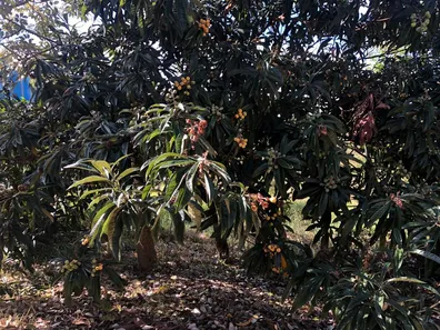 Fazenda / Sítio / Chácara com 6 Quartos à venda, 26000m² no Capela de São Pedro, Vargem Grande Paulista