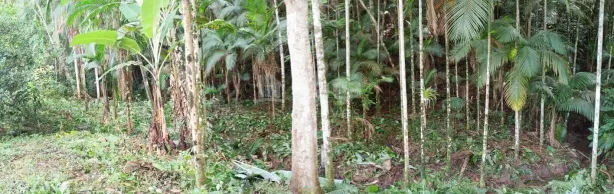 Terreno / Lote / Condomínio à venda, 18000m² no Carmelo, São João Batista