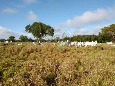 Fazenda / Sítio / Chácara com 3 Quartos à venda, 800m² no Bela Vista, Paraíso do Tocantins