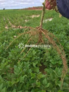 Fazenda / Sítio / Chácara à venda, 938m² no , Rio Sono